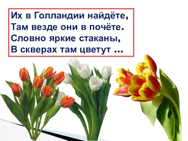 Их в Голландии найдёте, Там везде они в почёте. Словно яркие