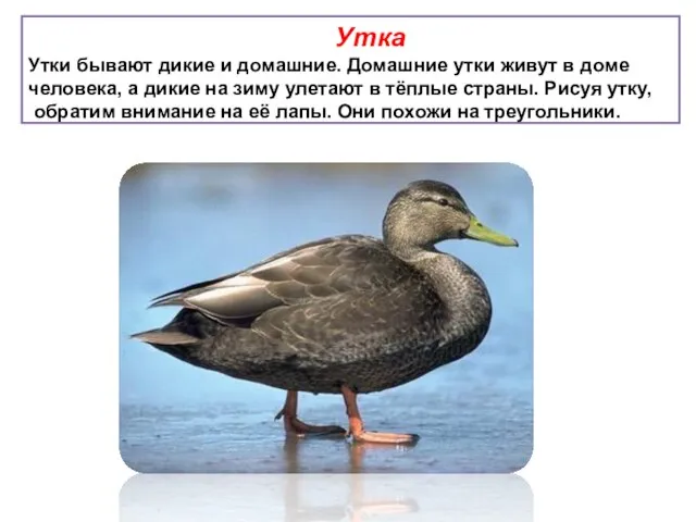 Утка Утки бывают дикие и домашние. Домашние утки живут в доме