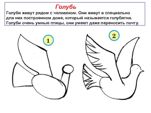 Голубь Голуби живут рядом с человеком. Они живут в специально для