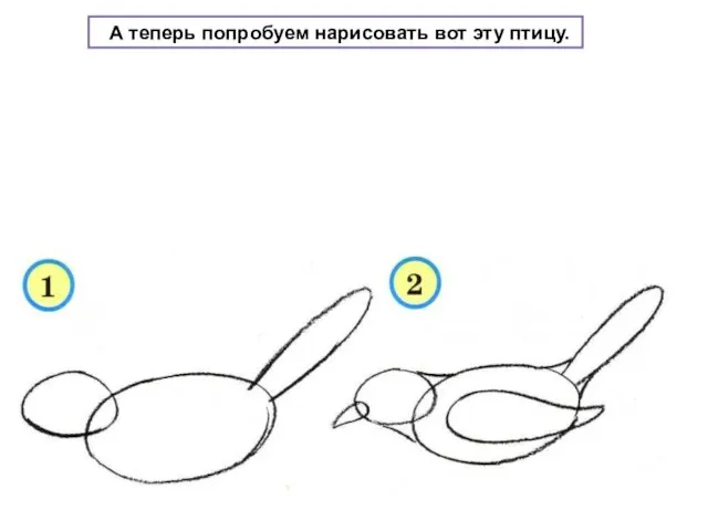 А теперь попробуем нарисовать вот эту птицу.