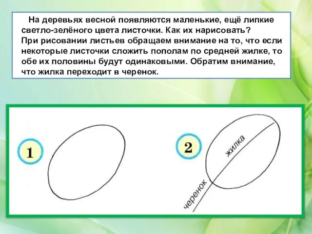 На деревьях весной появляются маленькие, ещё липкие светло-зелёного цвета листочки. Как