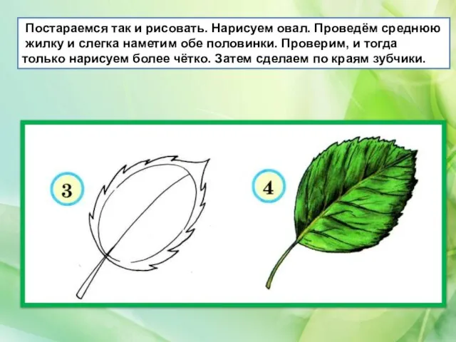 Постараемся так и рисовать. Нарисуем овал. Проведём среднюю жилку и слегка