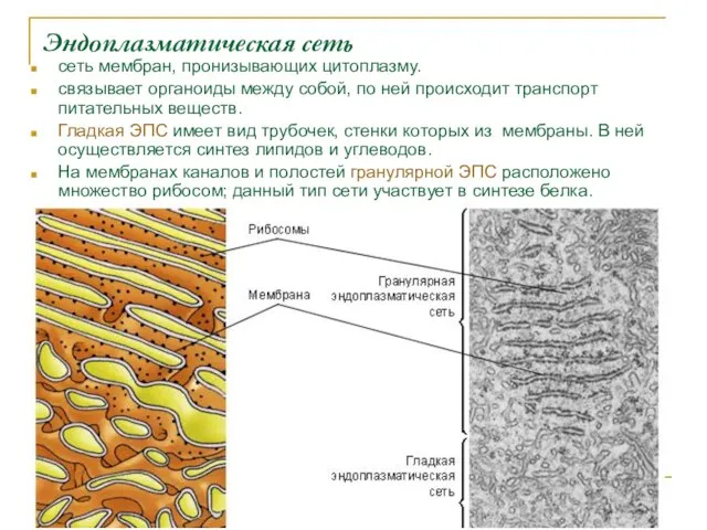 Эндоплазматическая сеть сеть мембран, пронизывающих цитоплазму. связывает органоиды между собой, по