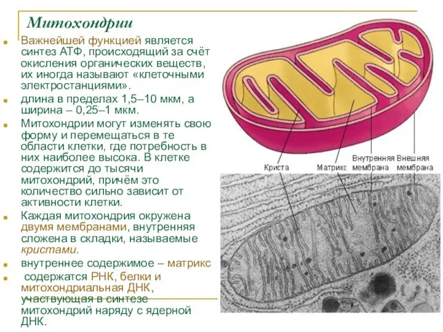 Митохондрии Важнейшей функцией является синтез АТФ, происходящий за счёт окисления органических