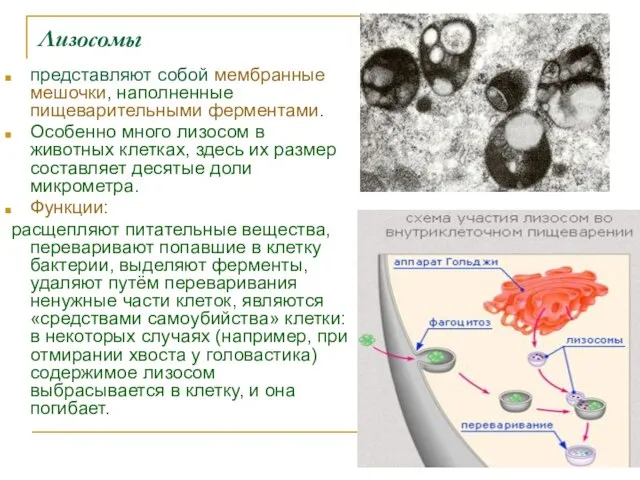 Лизосомы представляют собой мембранные мешочки, наполненные пищеварительными ферментами. Особенно много лизосом