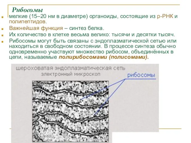 Рибосомы мелкие (15–20 нм в диаметре) органоиды, состоящие из р-РНК и
