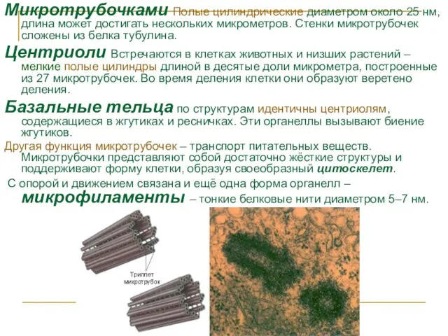 Микротрубочками Полые цилиндрические диаметром около 25 нм, длина может достигать нескольких