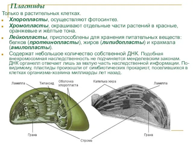 Пластиды Только в растительных клетках. Хлоропласты, осуществляют фотосинтез. Хромопласты, окрашивают отдельные
