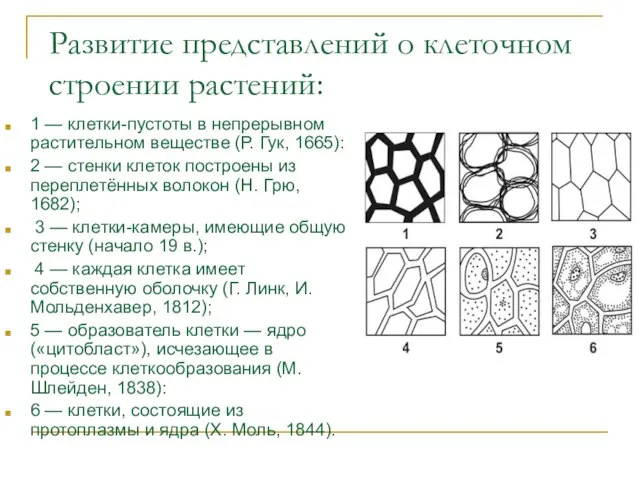 Развитие представлений о клеточном строении растений: 1 — клетки-пустоты в непрерывном