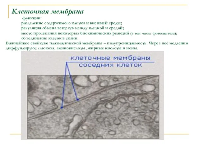 Клеточная мембрана функции: разделение содержимого клетки и внешней среды; регуляция обмена