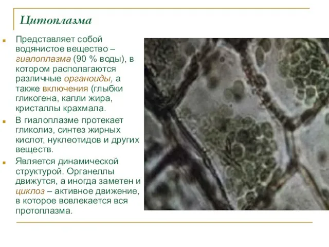 Цитоплазма Представляет собой водянистое вещество – гиалоплазма (90 % воды), в