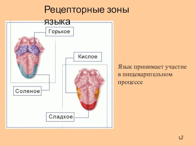 Рецепторные зоны языка Язык принимает участие в пищеварительном процессе