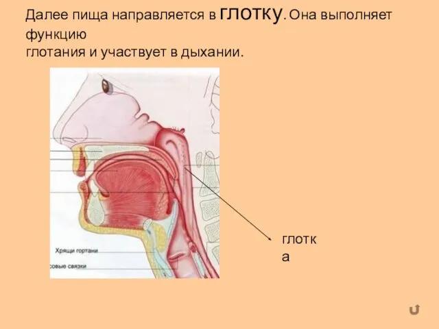 Далее пища направляется в глотку. Она выполняет функцию глотания и участвует в дыхании. глотка