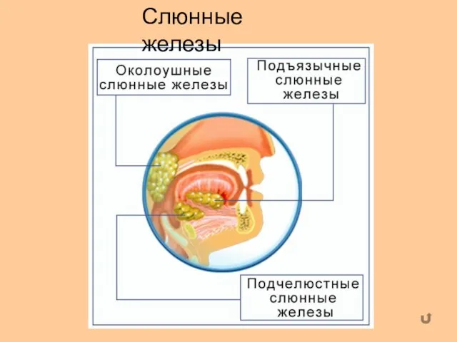 Слюнные железы