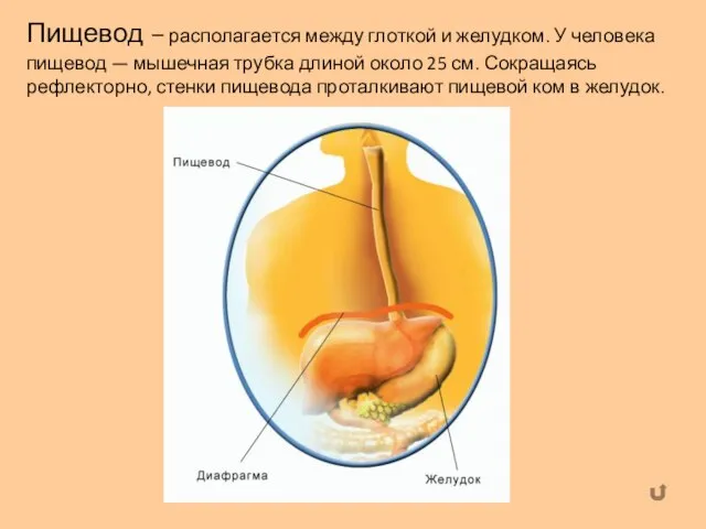 Пищевод – располагается между глоткой и желудком. У человека пищевод —