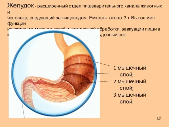 Желудок - расширенный отдел пищеварительного канала животных и человека, следующий за