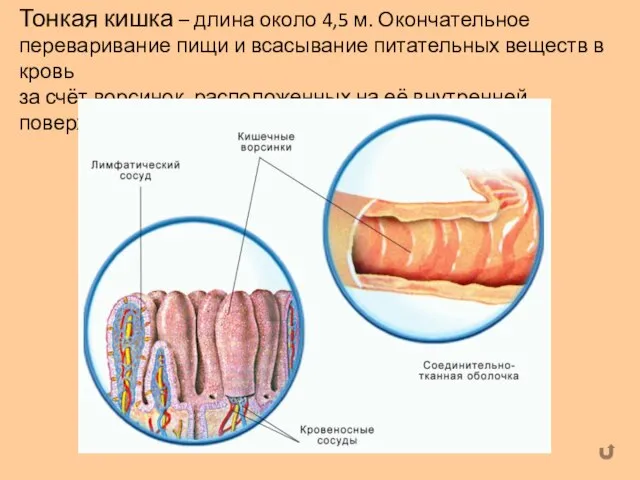 Тонкая кишка – длина около 4,5 м. Окончательное переваривание пищи и