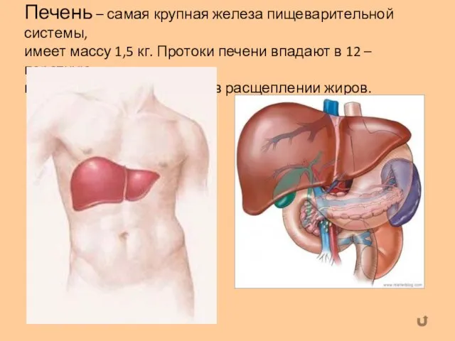 Печень – самая крупная железа пищеварительной системы, имеет массу 1,5 кг.