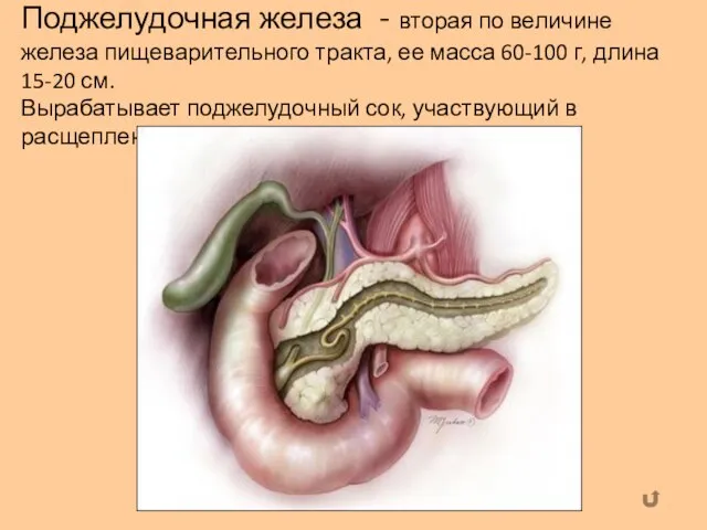 Поджелудочная железа - вторая по величине железа пищеварительного тракта, ее масса