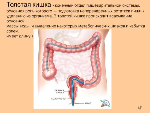 Толстая кишка - конечный отдел пищеварительной системы, основная роль которого —