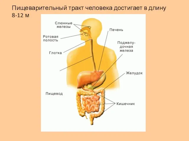 Пищеварительный тракт человека достигает в длину 8-12 м