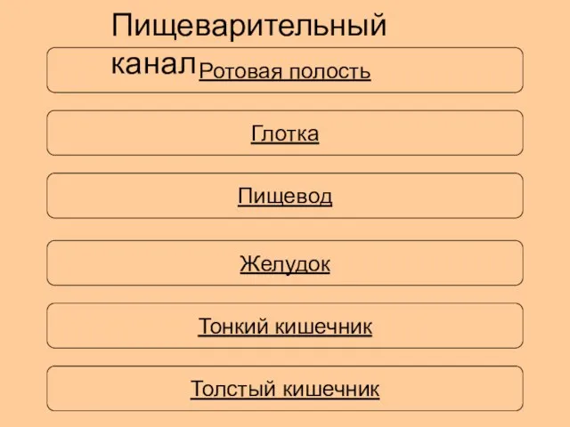 Ротовая полость Пищеварительный канал Глотка Пищевод Желудок Тонкий кишечник Толстый кишечник