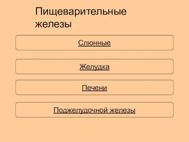 Пищеварительные железы Слюнные Печени Поджелудочной железы Желудка