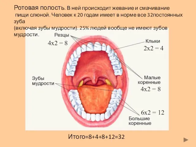 Итого=8+4+8+12=32 Ротовая полость. В ней происходит жевание и смачивание пищи слюной.