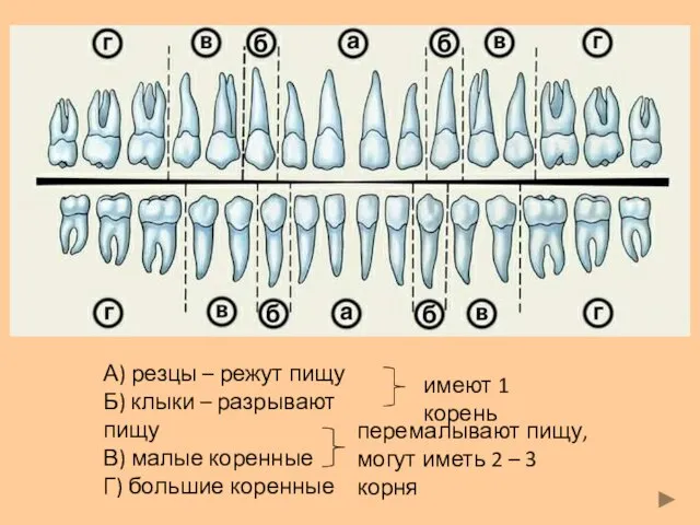 А) резцы – режут пищу Б) клыки – разрывают пищу В)