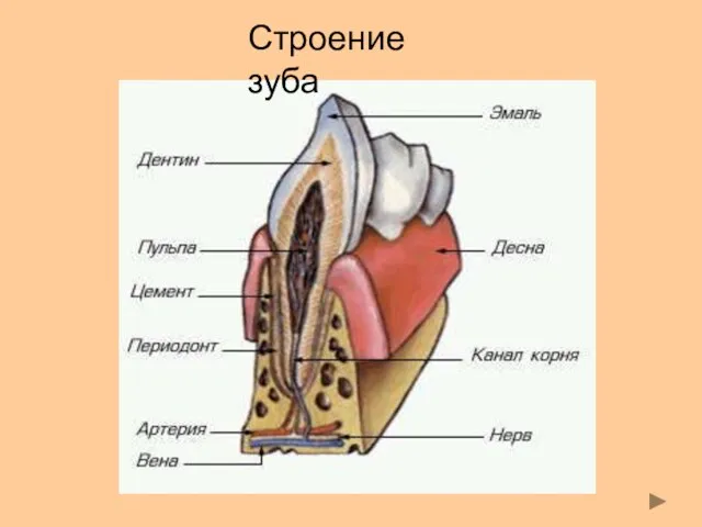 Строение зуба