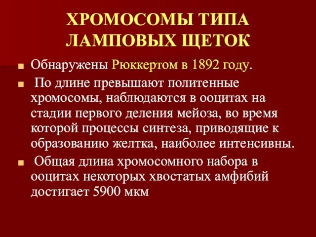 ХРОМОСОМЫ ТИПА ЛАМПОВЫХ ЩЕТОК Обнаружены Рюккертом в 1892 году. По длине