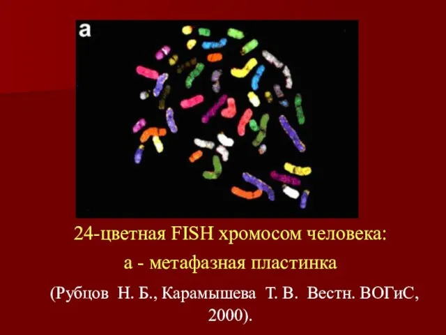 24-цветная FISH хромосом человека: a - метафазная пластинка (Рубцов Н. Б.,