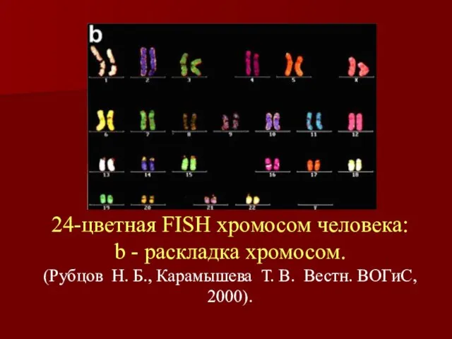 24-цветная FISH хромосом человека: b - pаскладка хромосом. (Рубцов Н. Б.,