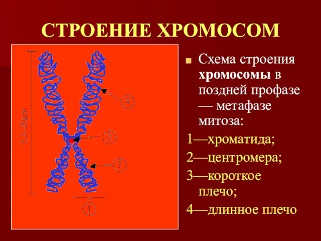 СТРОЕНИЕ ХРОМОСОМ Схема строения хромосомы в поздней профазе — метафазе митоза: