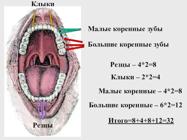 Большие коренные зубы Малые коренные зубы Клыки Резцы Резцы – 4*2=8