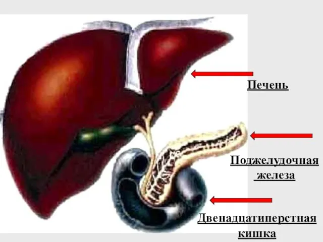 Печень Поджелудочная железа Двенадцатиперстная кишка