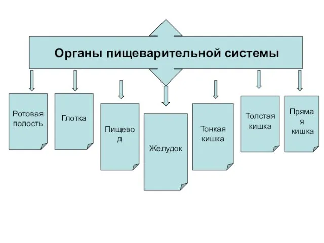 Органы пищеварительной системы Ротовая полость Глотка Пищевод Желудок Тонкая кишка Толстая кишка Прямая кишка