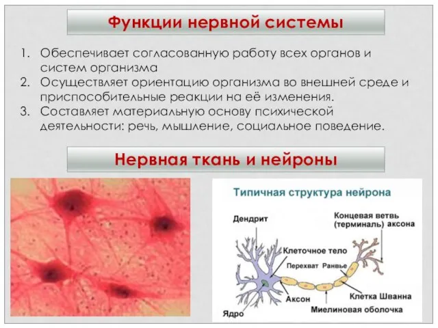 Функции нервной системы Нервная ткань и нейроны Обеспечивает согласованную работу всех