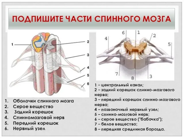 ПОДПИШИТЕ ЧАСТИ СПИННОГО МОЗГА Оболочки спинного мозга Серое вещество Задний корешок