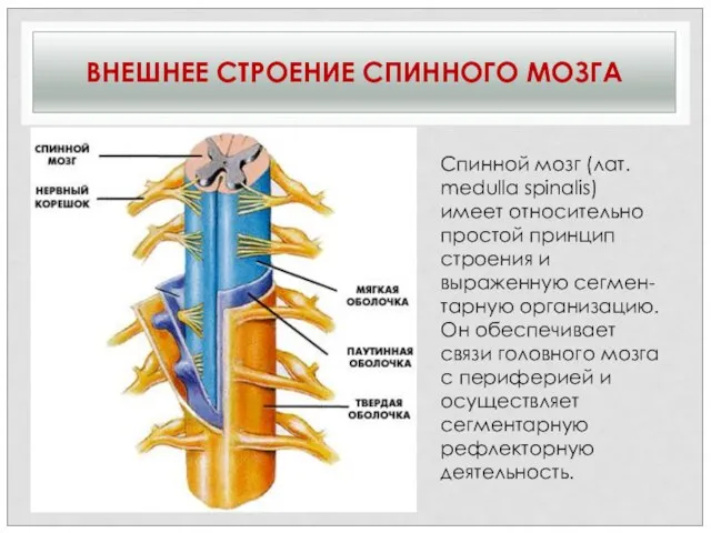 ВНЕШНЕЕ СТРОЕНИЕ СПИННОГО МОЗГА Спинной мозг (лат. medulla spinalis) имеет относительно