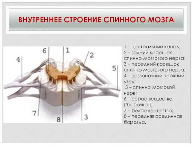 ВНУТРЕННЕЕ СТРОЕНИЕ СПИННОГО МОЗГА 1 – центральный канал; 2 – задний