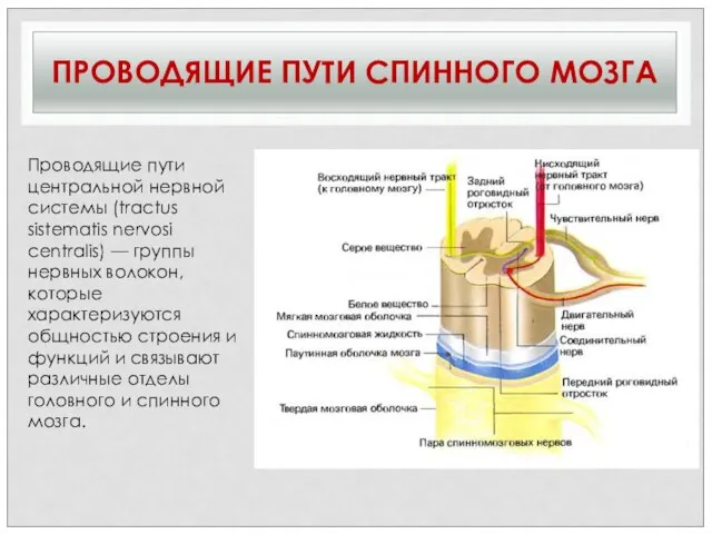 ПРОВОДЯЩИЕ ПУТИ СПИННОГО МОЗГА Проводящие пути центральной нервной системы (tractus sistematis