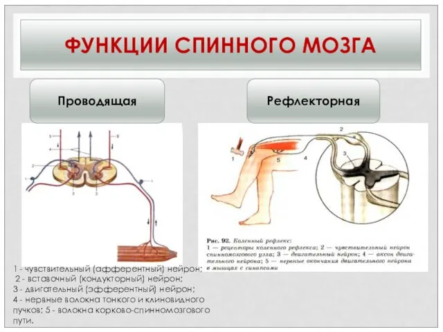 ФУНКЦИИ СПИННОГО МОЗГА Проводящая Рефлекторная 1 - чувствительный (афферентный) нейрон; 2