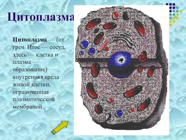 Цитоплазма Цитопла́зма — (от греч. Итос — сосуд, здесь — клетка