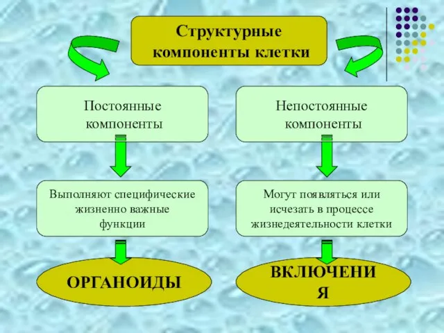 Постоянные компоненты Непостоянные компоненты Структурные компоненты клетки Выполняют специфические жизненно важные