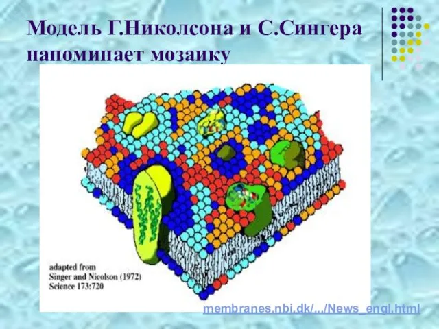 Модель Г.Николсона и С.Сингера напоминает мозаику membranes.nbi.dk/.../News_engl.html