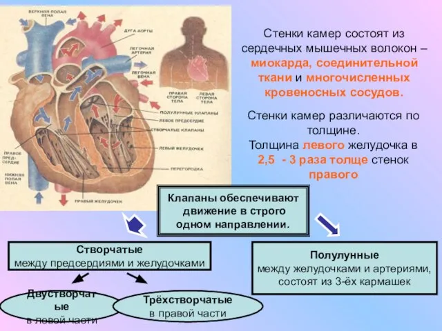 Стенки камер состоят из сердечных мышечных волокон – миокарда, соединительной ткани