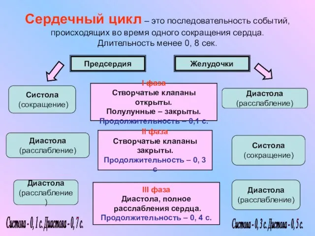 Сердечный цикл – это последовательность событий, происходящих во время одного сокращения