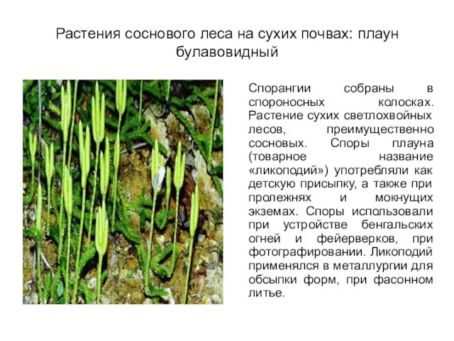 Растения соснового леса на сухих почвах: плаун булавовидный Спорангии собраны в