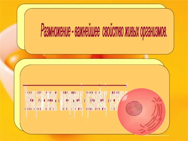 Размножение - важнейшее свойство живых организмов. Уровни размножения: - молекулярный; - органоидный; - клеточный.